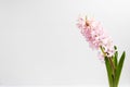 Close up of one delicate light pink Hyacinth or Hyacinthus flowers in full bloom in a garden pot isolated on white background in a Royalty Free Stock Photo