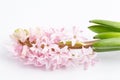 Close up of one delicate light pink Hyacinth or Hyacinthus flowers in full bloom in a garden pot isolated on white background in a Royalty Free Stock Photo