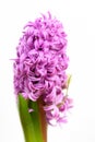 Close up of one delicate light pink Hyacinth or Hyacinthus flowers in full bloom in a garden pot isolated on white background in a Royalty Free Stock Photo