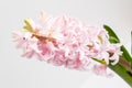 Close up of one delicate light pink Hyacinth or Hyacinthus flowers in full bloom in a garden pot isolated on white background in a Royalty Free Stock Photo