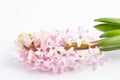 Close up of one delicate light pink Hyacinth or Hyacinthus flowers in full bloom in a garden pot isolated on white background in a Royalty Free Stock Photo