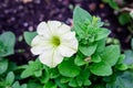 Close up of one delicate light yellow Petunia axillaris flower in a pot on green grass, in a garden in a sunny spring day, beautif Royalty Free Stock Photo