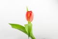 Close up of one delicate red tulip in full bloom isolated on white background Royalty Free Stock Photo