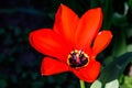 Close up of one delicate red tulip in full bloom in a sunny spring garden, beautiful outdoor floral background Royalty Free Stock Photo