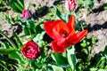 Close up of one delicate red tulip in full bloom in a sunny spring garden, beautiful outdoor floral background photographed with Royalty Free Stock Photo