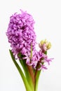 Close up of one delicate vivid pink Hyacinth or Hyacinthus flowers in full bloom in a garden pot isolated on white background in a Royalty Free Stock Photo