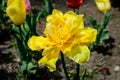 Close up of one delicate vivid yellow tulip in full bloom in a sunny spring garden, beautiful outdoor floral background Royalty Free Stock Photo