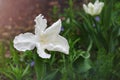 Close-up of one delicate white Tulip with wavy petals. Soft selective focus Royalty Free Stock Photo