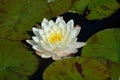 Close up of one delicate white water lily flowers Nymphaeaceae in full bloom on a water surface in a summer garden, beautiful ou Royalty Free Stock Photo