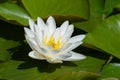 Close up of one delicate white water lily flowers Nymphaeaceae in full bloom on a water surface in a summer garden, beautiful ou Royalty Free Stock Photo