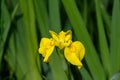 Close up of one delicate wild yellow iris flower in full bloom, in a garden in a sunny summer day, beautiful outdoor floral backgr Royalty Free Stock Photo