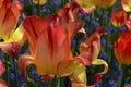 Close up of one delicate yellow and red tulip and small blurred blue forget me not flowers in full bloom in a sunny spring garden, Royalty Free Stock Photo