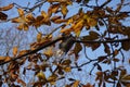 Close up of one energy-saving electrical light bulb hanging of yellow dry maple leaves on branches and a blue clear sky Royalty Free Stock Photo