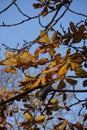 Close up of one energy-saving electrical light bulb hanging of yellow dry maple leaves on branches and a blue clear sky Royalty Free Stock Photo