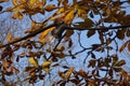 Close up of one energy-saving electrical light bulb hanging of yellow dry maple leaves on branches and a blue clear sky Royalty Free Stock Photo