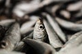 Close-Up Of One European Sardine Or Sardina Pilchardus In A Larger Pile Of Freshly Caught Sardines Lined Up For Sale In Greek Fish