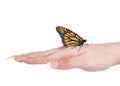 Monarch butterfly on young female hand, isolated Royalty Free Stock Photo