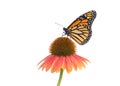 Monarch butterfly isolated on coneflower Royalty Free Stock Photo