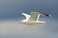 close-up flying yellow-legged gull (larus michahellis