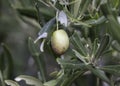 Close-up of one green olive fruit Royalty Free Stock Photo