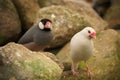 Pair of java sparrow birds, one albino and one grey colored perched on the grey stones
