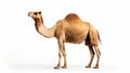 Close-up of a one-humped Arabian camel isolated on white background Royalty Free Stock Photo