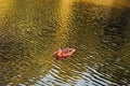 A close up of one isolated dauck swimming on the water in a pond Royalty Free Stock Photo