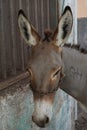 Close up of one of Lamu's donkeys