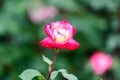 Close up of one large delicate pink and yellow rose in full bloom and green leaves in a garden in a sunny summer day, beautiful Royalty Free Stock Photo