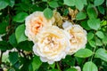 Close up of one large delicate pink and yellow rose in full bloom and green leaves in a garden in a sunny summer day, beautiful Royalty Free Stock Photo