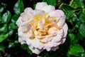 Close up of one large delicate pink and yellow rose in full bloom and green leaves in a garden in a sunny summer day, beautiful Royalty Free Stock Photo