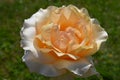 Close up of one large and delicate vivid orange rose in full bloom in a summer garden, in direct sunlight, with blurred green leav Royalty Free Stock Photo