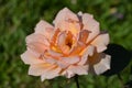 Close up of one large and delicate vivid orange rose in full bloom in a summer garden, in direct sunlight, with blurred green leav Royalty Free Stock Photo