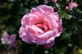 Close up of one large and delicate vivid pink magenta rose in full bloom in a summer garden, in direct sunlight, with blurred gree Royalty Free Stock Photo