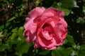 Close up of one large and delicate vivid pink rose in full bloom in a summer garden, in direct sunlight, with blurred green leaves Royalty Free Stock Photo