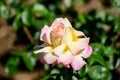 Close up of one large and delicate vivid pink and yellow rose in full bloom in a summer garden, in direct sunlight, with blurred Royalty Free Stock Photo