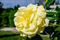 Close up of one large and delicate vivid yellow orange rose in full bloom and small water drops in a summer garden, in direct Royalty Free Stock Photo