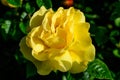 Close up of one large and delicate vivid yellow orange rose in full bloom and small water drops in a summer garden, in direct Royalty Free Stock Photo