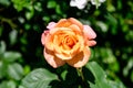 Close up of one large and delicate vivid yellow orange rose in full bloom in a summer garden, in direct sunlight, with blurred Royalty Free Stock Photo