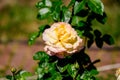 Close up of one large and delicate vivid yellow rose in full bloom in a summer garden, in direct sunlight, with blurred green Royalty Free Stock Photo