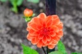 Close up of one large orange flower in full bloom and a small blossom on blurred background, photographed with soft focus in a gar Royalty Free Stock Photo