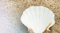 Close up of one large shell on the sand with blue tinting and a copy of the space Royalty Free Stock Photo