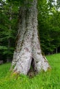 Close-up of one large split tree trunk and green forest in the background