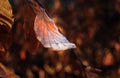 Single beech leaf illuminated during the winter Royalty Free Stock Photo