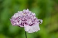 Close up of one light double flowered purple poppy flower in full bloom in a British cottage style garden in a sunny summer day, b Royalty Free Stock Photo