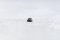 Close up of one little brown and green frog sits alone on white ground. selective focus Royalty Free Stock Photo