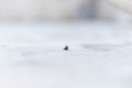 Close up of one little brown and green frog sits alone on white ground. selective focus Royalty Free Stock Photo