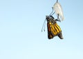 Close up of emerging monarch butterfly, hanging from chrysalis Royalty Free Stock Photo