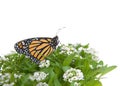 Monarch butterfly on white alyssum flowers, isolated