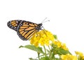 Monarch Butterfly on yellow lantana flowers, profile view. Isolated Royalty Free Stock Photo